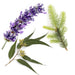 AromaMist AI503-SA Essential Oils 3-Pack - Eucalyptus - image 2